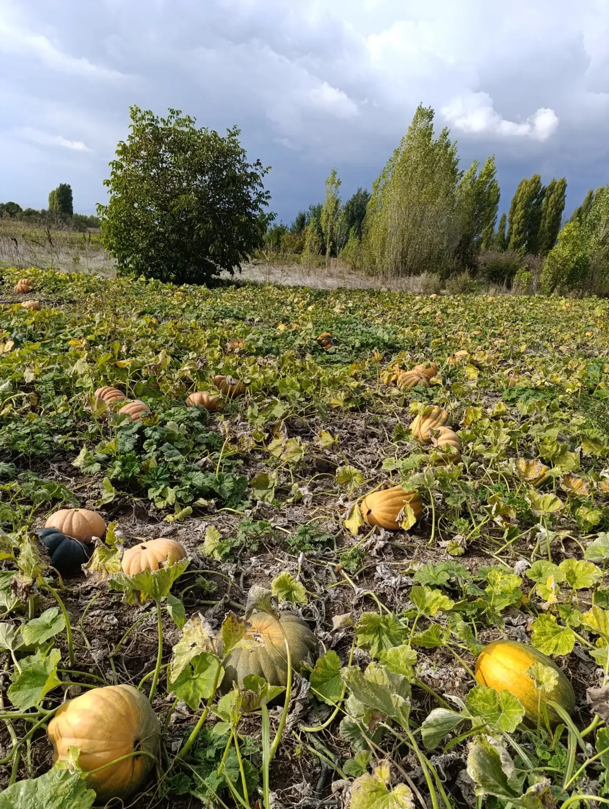 Soyulmuş ve bütün bal kabağı - Köyden Al